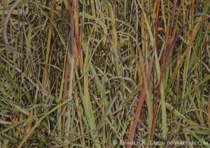 Contrapose (Big Bluestem)